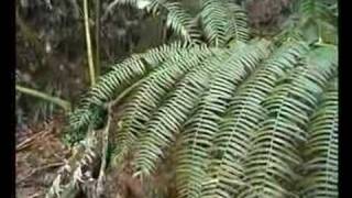 Giant fern recovery plan