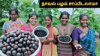 நாவல் பழ வேட்டை |  Fresh Natural BLACK JAMUN FRUITS ( java plum ) Picking and Eating in my village