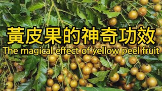 黄皮果的功效与作用 The magical effect of yellow peel fruit