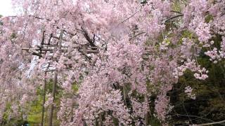 龍安寺石庭に寄り添う桜