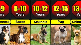 Average  Lifespan Of Different Dog Breeds | For How Long Different Dog Breeds Li