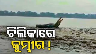 Crocodile spotted in Chilika