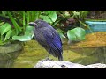 香港街雀 紫嘯鶇 bluewhistlingthrush