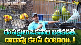 Exotic Birds Care and Maintenance | ఈ పక్షులు ఒకసారి జతకడితే.. దాదాపు కలిసే ఉంటాయి..!! Tone Agri