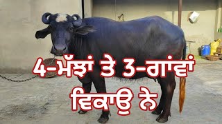 4-ਮੱਝਾਂ ਤੇ 3-ਗਾਂਵਾਂ ਵਿਕਾਉ ਨੇ ਜੀ 4-Buffalo and 3-Cow for sale