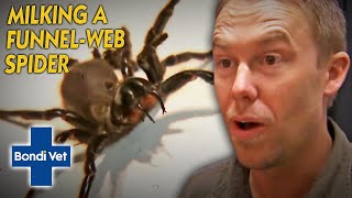 Tim Faulkner Finds THREE Funnel Web Spiders And Milks Their Venom | Bondi Vet