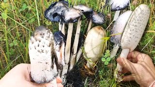 เห็ดถั่วฝรั่งหรือเห็ดวิคผม สุดยอดเห็ดอร่อย🍄🍄😋 [ Shaggy Mane Mushroom ] 26/08/2022