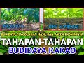 TAHAPAN BUDIDAYA KAKAO|APA YANG WAJIB PETANI PAHAM|MCC ADA 2 KLON