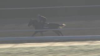 Arrogate gallops at Gulfstream Park 1/25/17