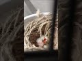 yavrumuz büyüyor 😀 live birds evcilhayvan birdslover egg cute hayvanlar animals keşfet