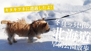 北海道の冬の早朝散歩！ダイヤモンドダストがきらきら輝く公園でキタキツネに遭遇しました！【ケアンテリア×初めての犬との暮らし】