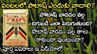 వరిలో పోటాష్ ఎందుకు కీలకం | varilo potash lopam Rythuseva Agritech