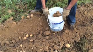 Picking Potatoes by Hand