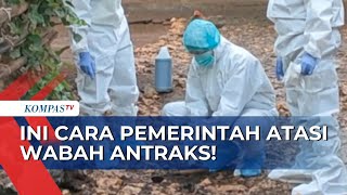 Bagaimana Cara Pemerintah Atasi Antraks? Apakah Statusnya Akan Menjadi KLB?