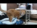 2022ｰ09−03 保護猫たちの「ほっこり猫ライブ」ハッチ＆マック＋黒猫めめ cat live stream in japan cat life tv