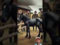 horse rescued #helptheanimals#weakanimals #weakhorse #animalrescue #sadanimalsvideos