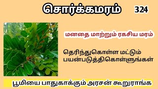 சொர்க்கமரம்/ எண்னை மரம்/Sorkamaram/Simarouba glauca/Mooligai manithan