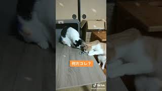 ハンドスピナーを見て「なんだこれ？」と思っている猫ちゃん達♪