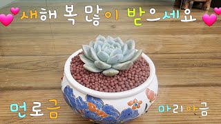 향원이네다육 010-6828-3188🎉판매영상🎉 임니다~♡새해 복 많이 받으세요 💞 🎉 💕 🎉💕🎉💕