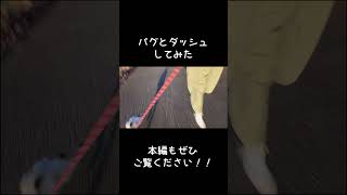 散歩動画ショート用#shorts