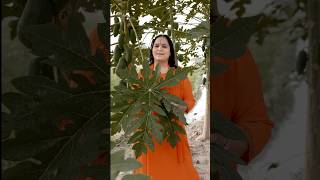 Increase Blood Platelets Naturally With 'Papaya Leaf Juice' #anandmurtigurumaa #shortsvideo #papaya