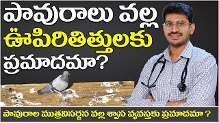 Can Pigeons Cause Lung Diseases? || పావురాల మూత్రవిసర్జన వలన ఊపిరితిత్తులకు ప్రమాదమా?