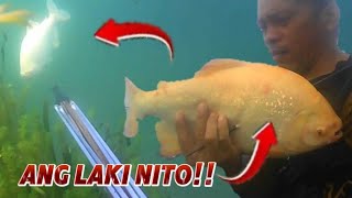 Hindi ko Inaasahang Makakahuli ako sa Pana ng Ganitong Isda!.. Ano ito?.. Taal Lake Spearfishing