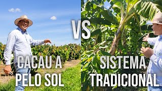 ESSA É A DIFERENÇA ENTRE O SISTEMA CONVENCIONAL E O SISTEMA A PLENO SOL #cacau #agro