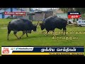 உலிக்கல் கிராமத்தில் ஆக்ரோஷமாக சண்டையிட்ட இரண்டு காட்டு மாடுகள்