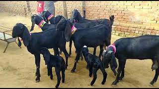 🖤🖤🖤 BLACK BEEATEAL FEMALES 🥰🥰🌾🐐🐐🐐 MUGAL GROUP PUNJAB.Kerala.MUGALFARMS.Kollam.Nilamel.