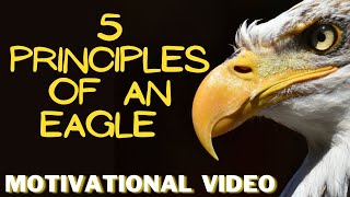 5 Principles of an Eagle || Wisdom of the Eagle #lifequotes #eagleprinciples