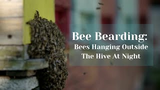 Bee Bearding: Bees Hanging Outside The Hive At Night | Busy Beekeeping