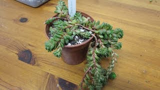 Repotting my Sedum cremnosedum 'Little Gem' succulent Plant