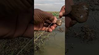 របៀបចងនុយកង្កែបបត់ងាយៗ#shorts #fishing