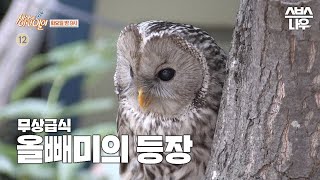 [예고] 사람에게 길들여진 올빼미가 있다?! 사람과 어울리며 살아가는 올빼미의 등장! #순간포착세상에이런일이 #WhatonEarth | SBSNOW