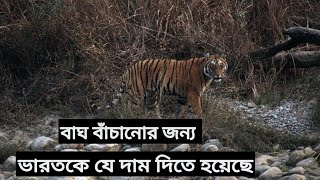 বাঘ বাঁচানোর জন্য ভারতকে যে দাম দিতে হয়েছে।