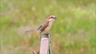 野鳥の動画20230430@犬山市 モズ♂♀，すずめ