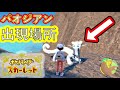 【ポケモンsv】わずか５分で色違いがでた最強の方法を紹介！誰でも簡単に「ひかるおまもり」無しですぐにできます！