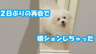 2日ぶりにママとの再会で興奮しすぎたビション【子犬 かわいい】