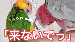 【インコ】先輩オウムがしつこすぎるので、ついに塩対応になっちゃいましたww