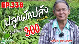 คุณยายวัย 70 ปี ปลูกผักปลังหลังบ้านพื้นที่ 1 งานขายผักเก็บเงินไว้ซื้อข้าวกิน สร้างรายได้ 300 บาท/วัน