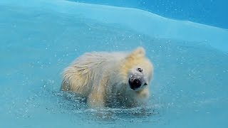 ホッキョクグマの赤ちゃん、初めての水遊び　札幌・円山動物園