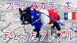 【新しい服でお散歩】フレンチブルドッグの七海