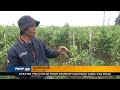 Cuaca Buruk, Petani Cabai Gagal Panen - FAKTA+62