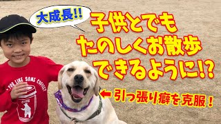 【犬 子供】あの引っ張りが無くなった！子供でもお散歩出来るようになったよ【ラブラドールレトリバー】