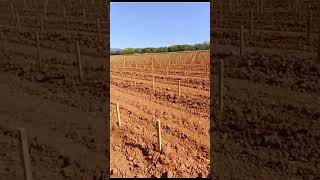 Plantation vigne avec tuteur