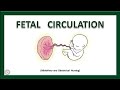 FETAL CIRCULATION | Fetal Circulation Before & After Birth | Midwifery | The Nurses Station