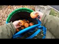 harvesting non astringent crunchy persimmons jiro u0026 fuyu