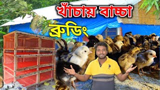 খাঁচায় দেশি মুরগির বাচ্চা ব্রুডিং করে কেমন রেজাল্ট পেলাম-দেশি মুরগি পালন পদ্ধতি ।। মায়া বাংলা BD ।।