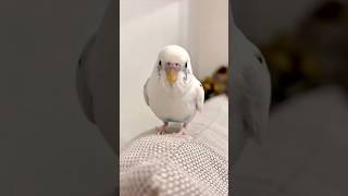 新曲をお披露目してくれました😆 #セキセイインコ #おしゃべりインコ #animals